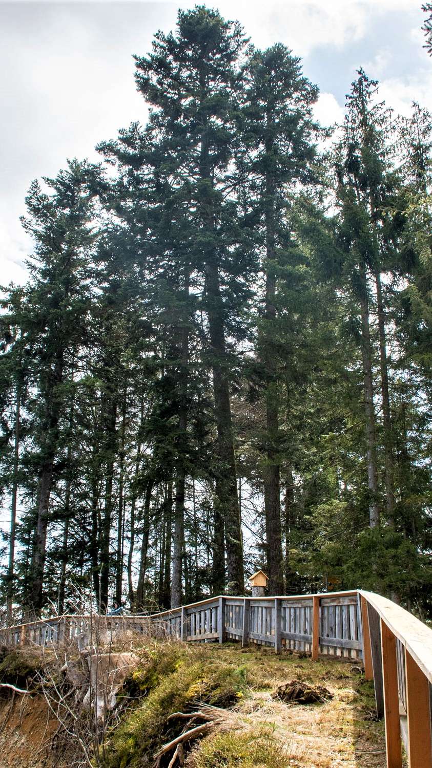 Blasenfluh, Oberthal