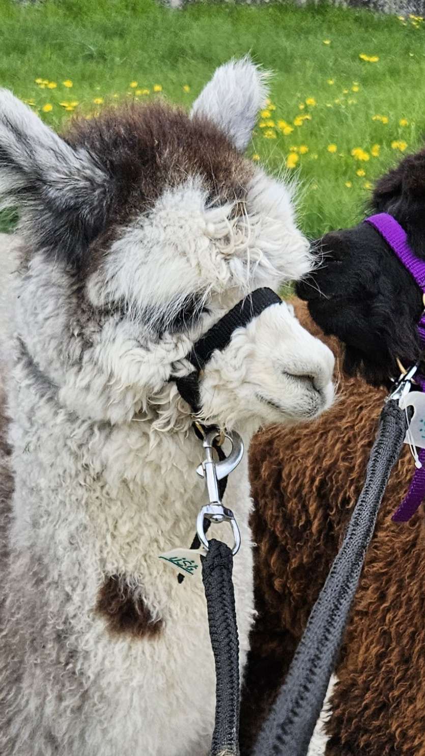 Alpakas vor Flueh, Niederösch
