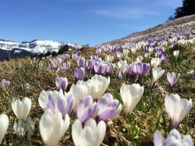 Rämisgummenhoger, Eggiwil